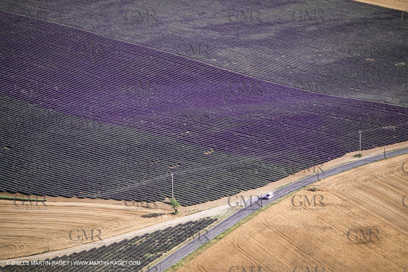 Juin 2005, Valensole (FRA,04) - Lavander fields