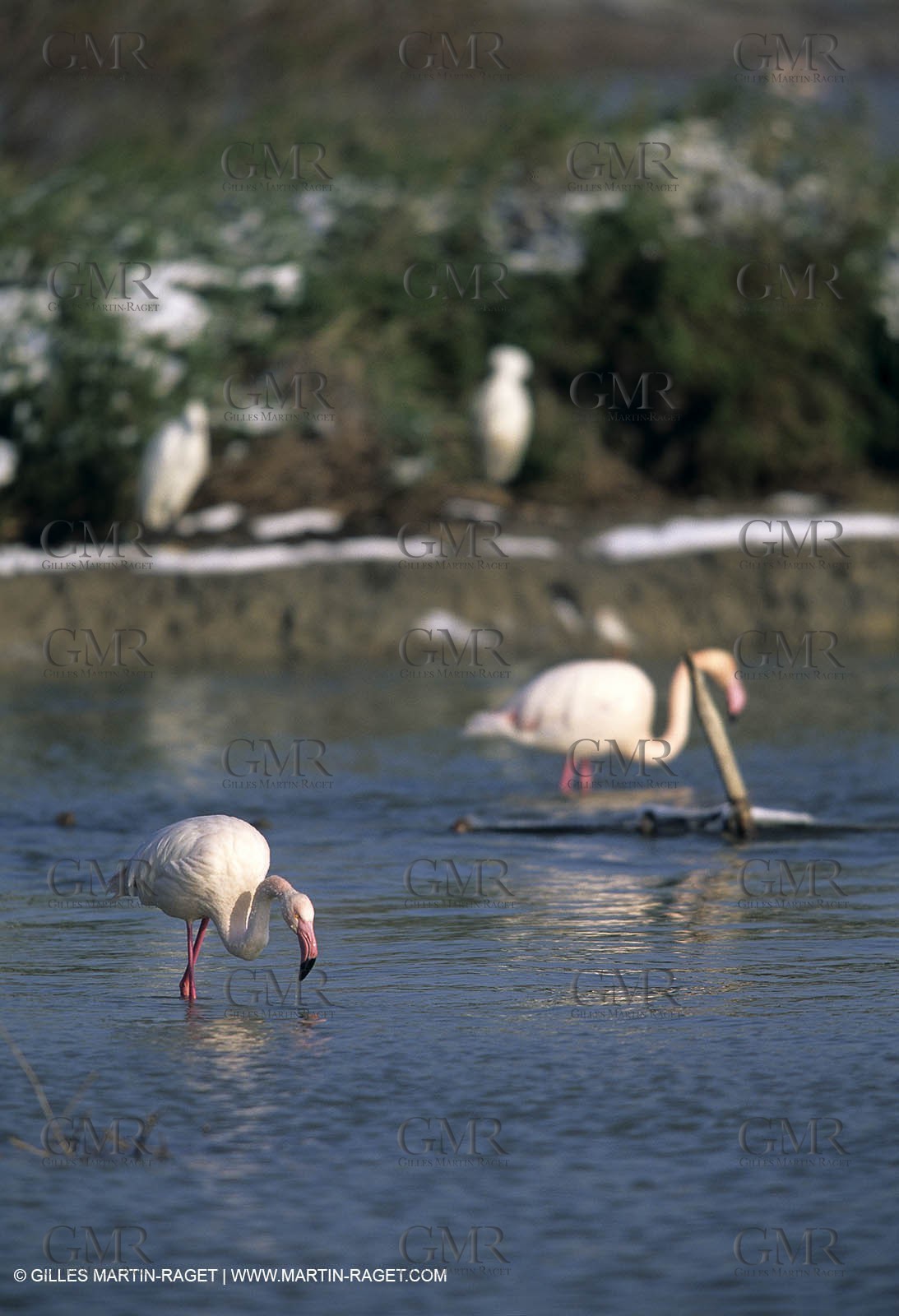 Provence under snow - Camargue