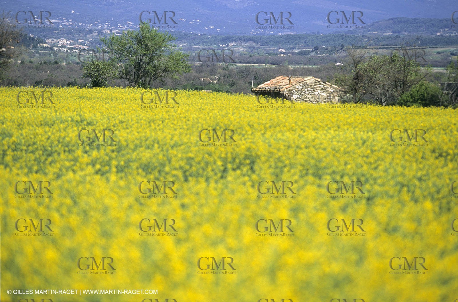 Alpilles (FRA,13), Rape fields