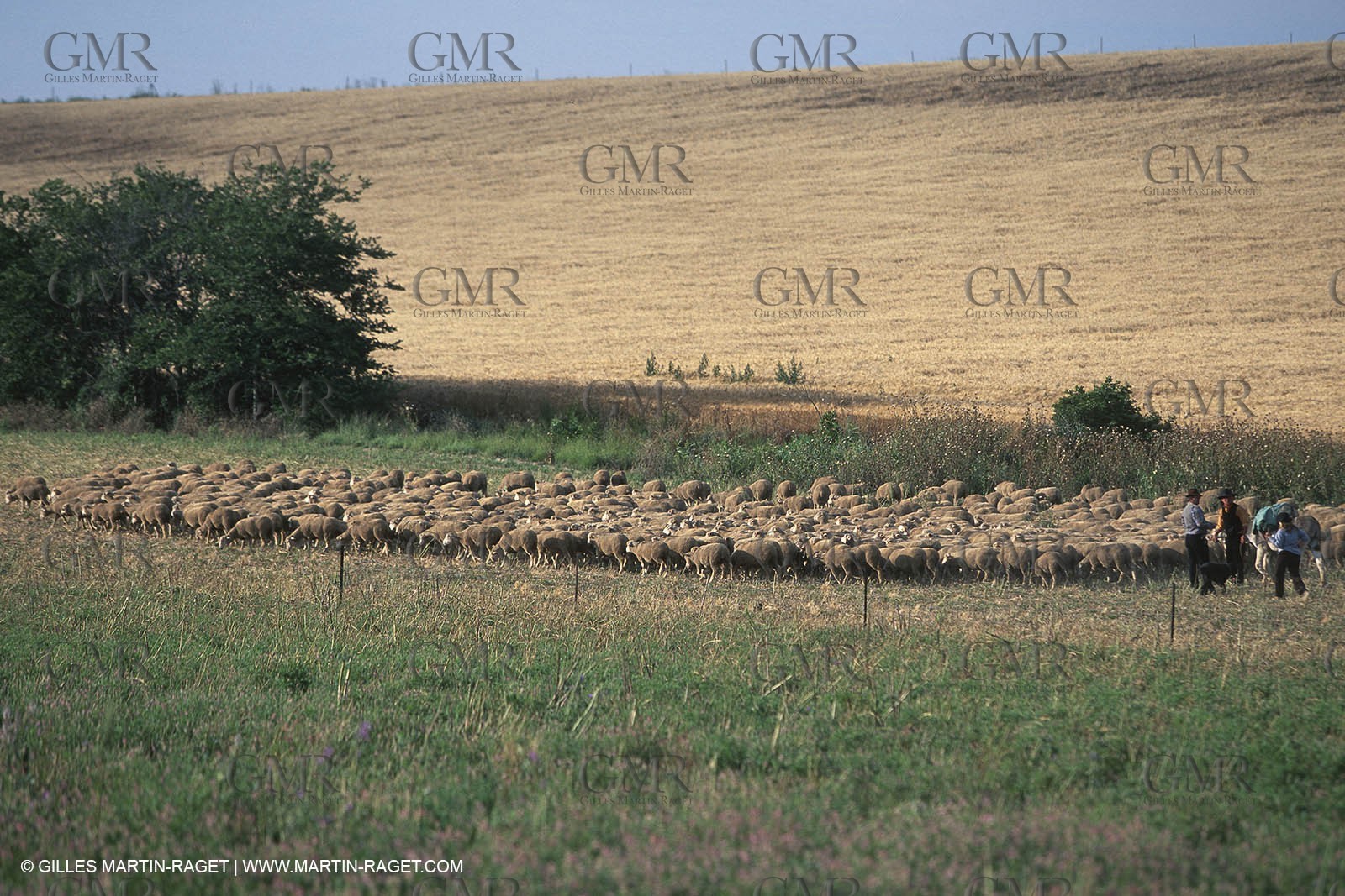 Saint Rémy de Provence (FRA,13) - Sheep stocks migration Fest