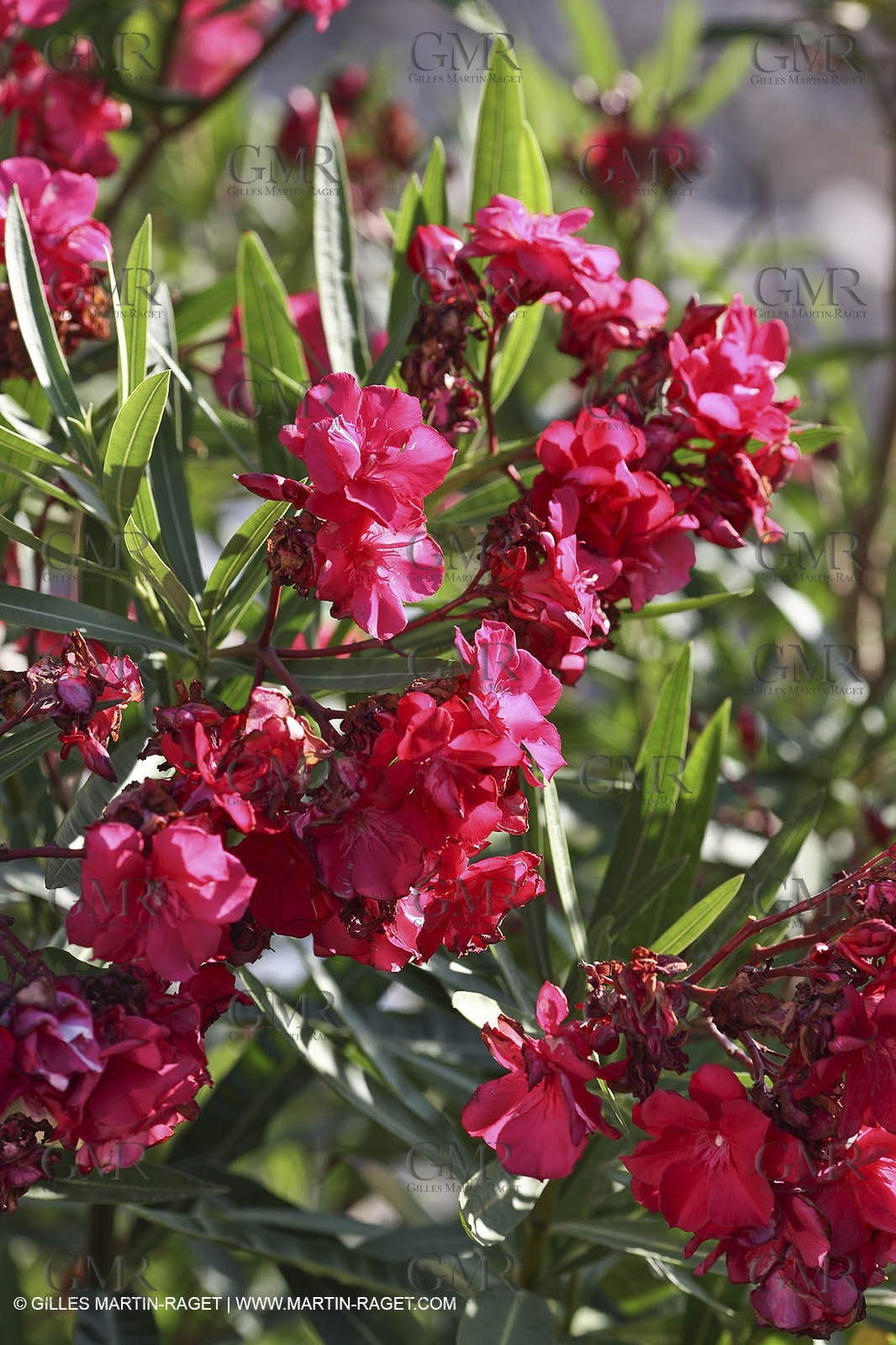 29 07 2009 - Marseille (FRA, 13) - Les Calanques