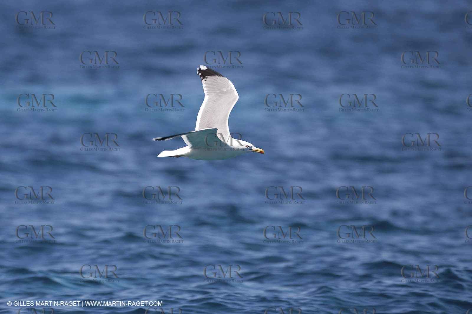 07 05 2009 - Marseille (FRA, 13) - Les Calanques - Riou