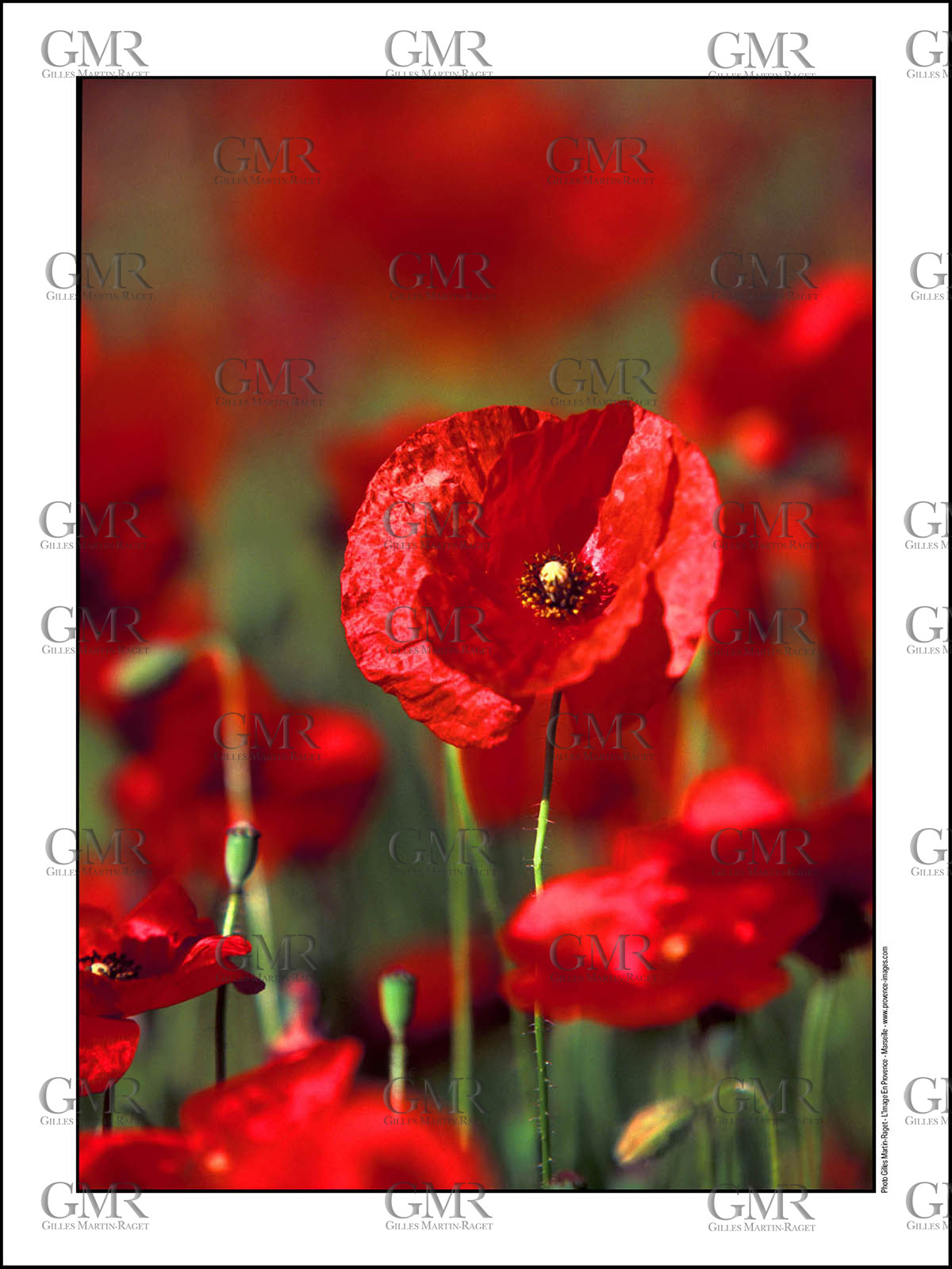 Product: in house made quality print on 8 ultrachome colors Epson ink Jet printer.Available sizes: . 30x40 cm. 50x70 cm. 80x120 cmAvailable papers: . Standard 250 gr glossy paper print, black streak, white margin, no signature. Top quality glossy 290 gr. paper, black streak, white margin, checked and signed by the author. Fine Art print (signed, numbered, stamped, registered) on demand. Other supports (Canvas, Acrylic, Metal) on demandPackaging: cylindric reinforced tubeShipping options: regular mail or Shipping companyClick on the basket icon to select your options and start the online ordering process