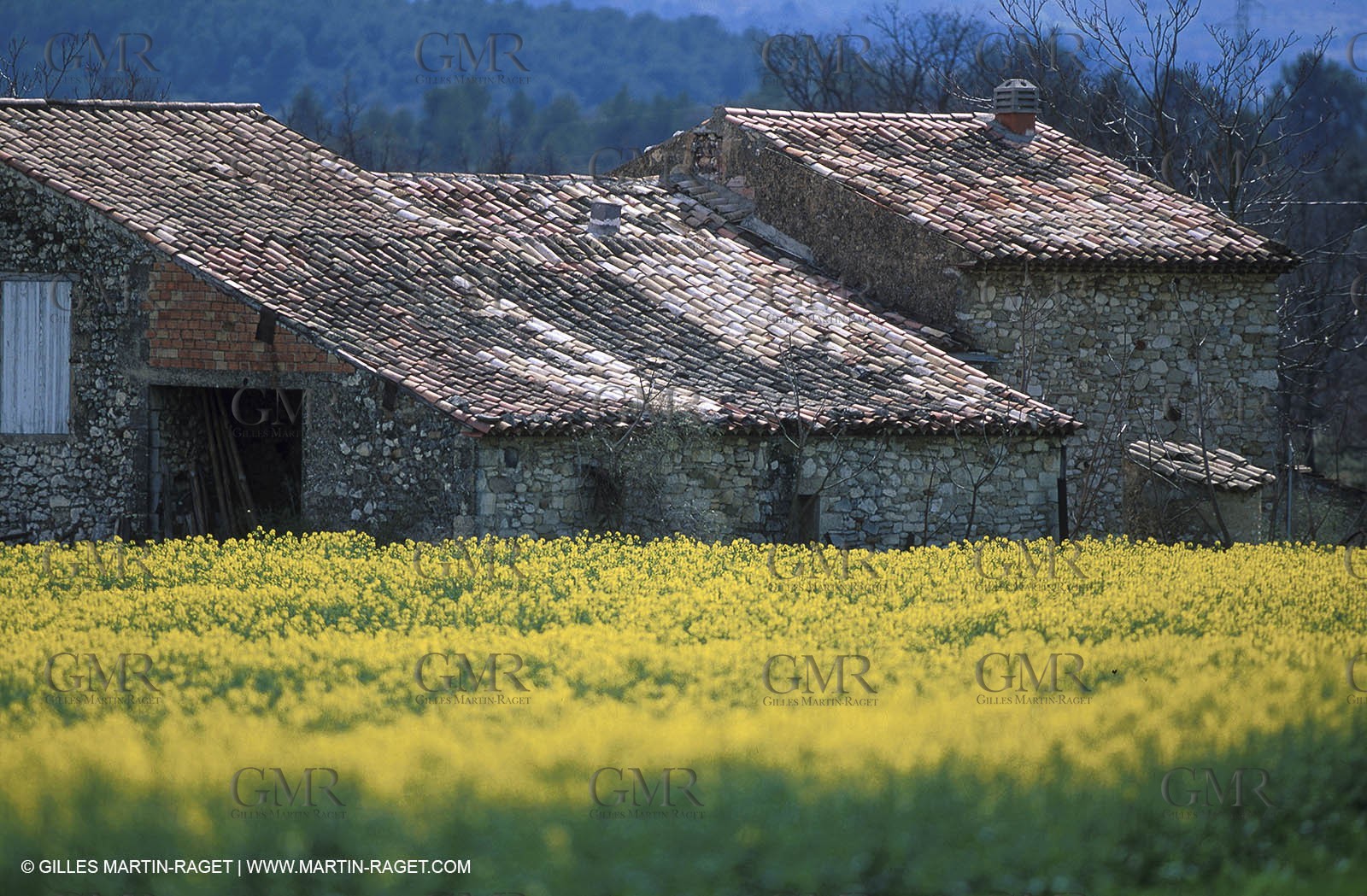 Colza field and farm house