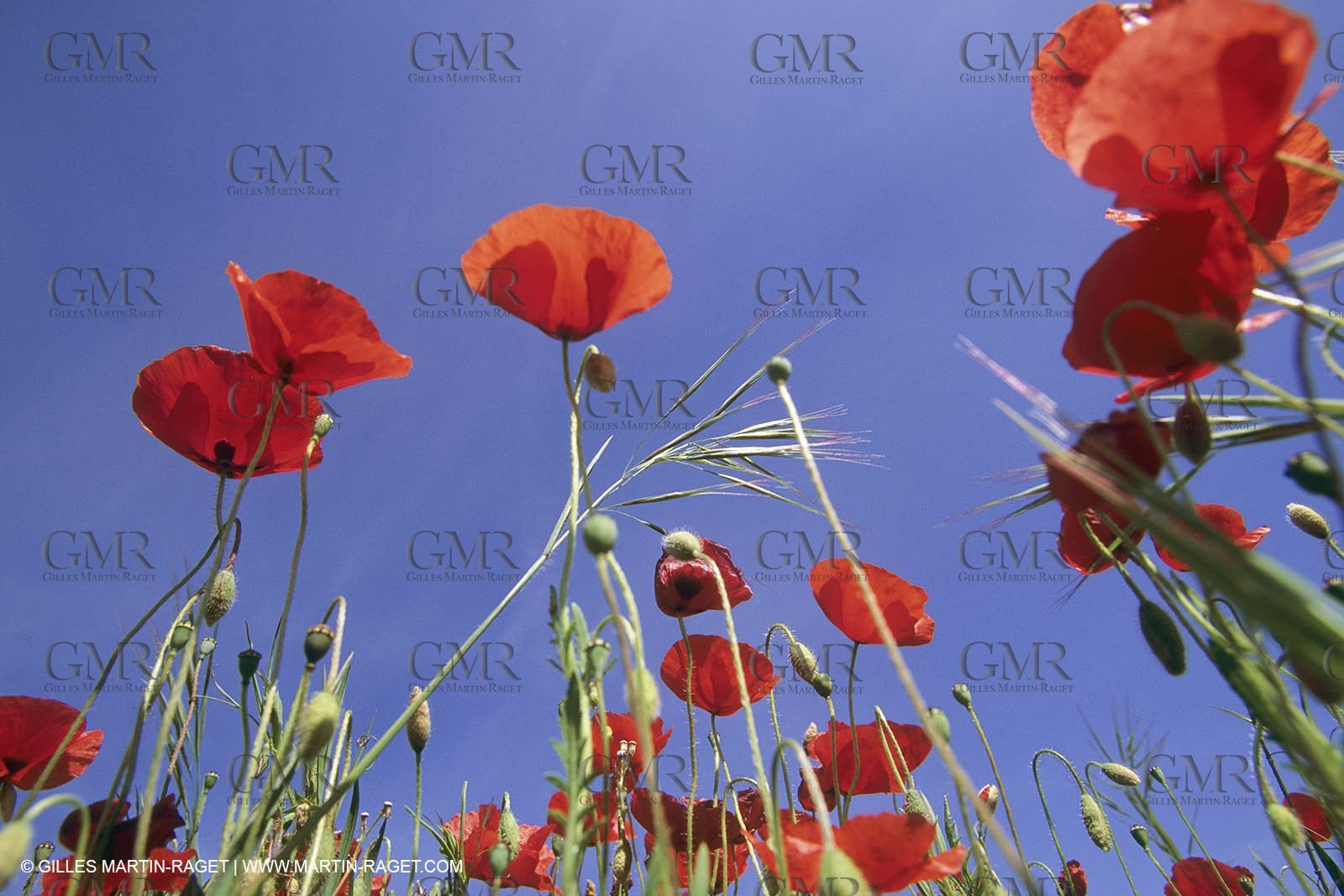 France, Provence, Champs de Coquelicots   Poppies fields