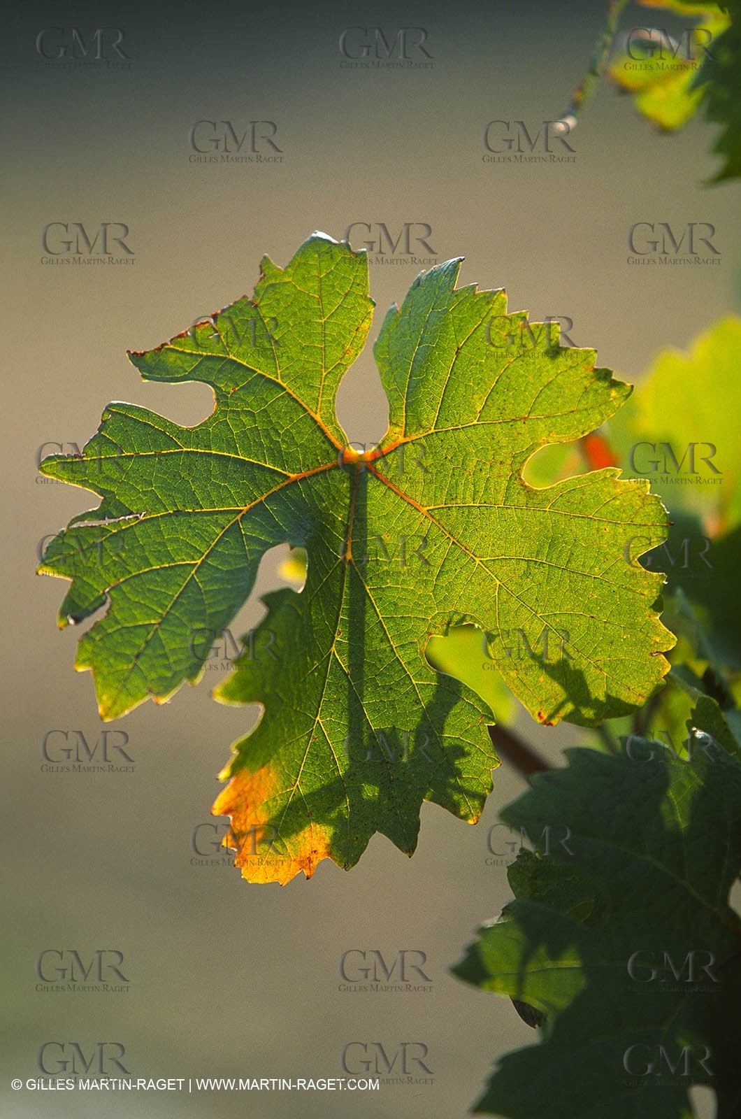 Provence, Harvest time
