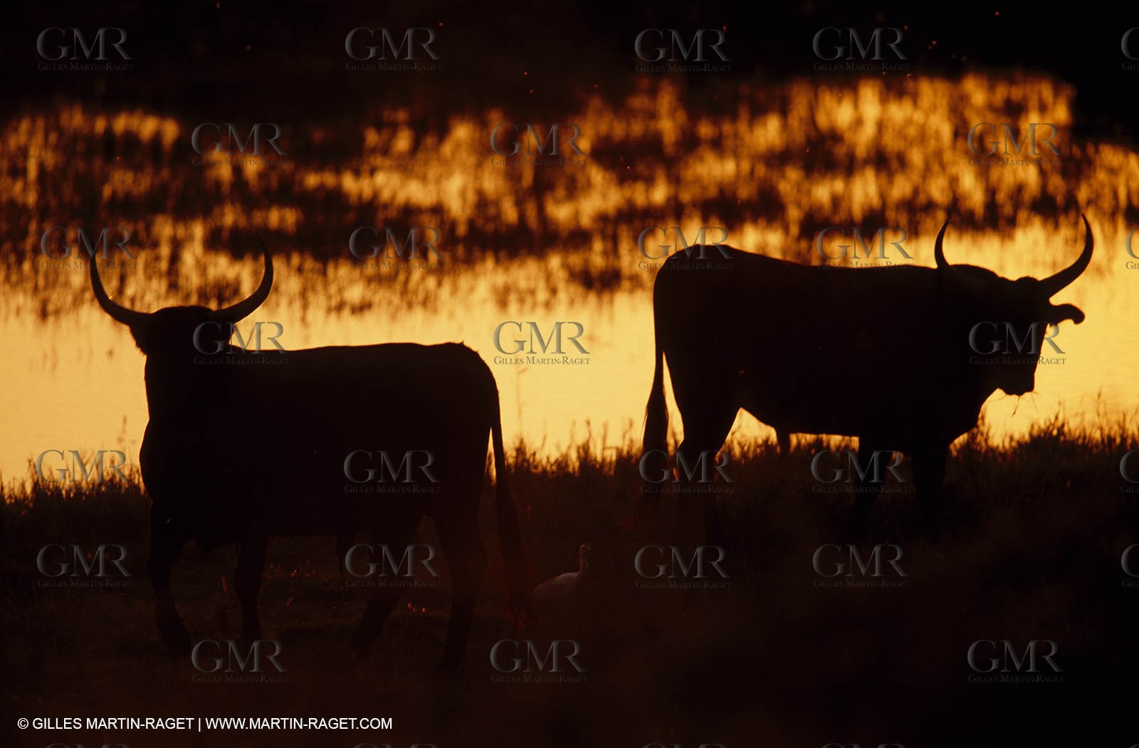 Bouches du Rhône, Camargue (FRA 13) - Camargue bulls