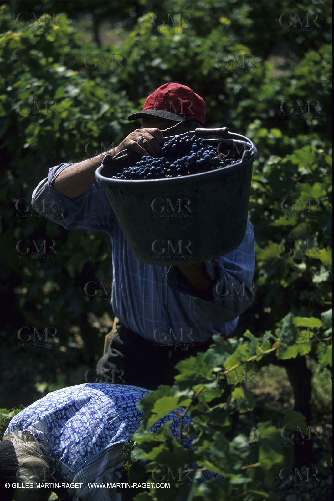 Wine - vineyards - Harvest