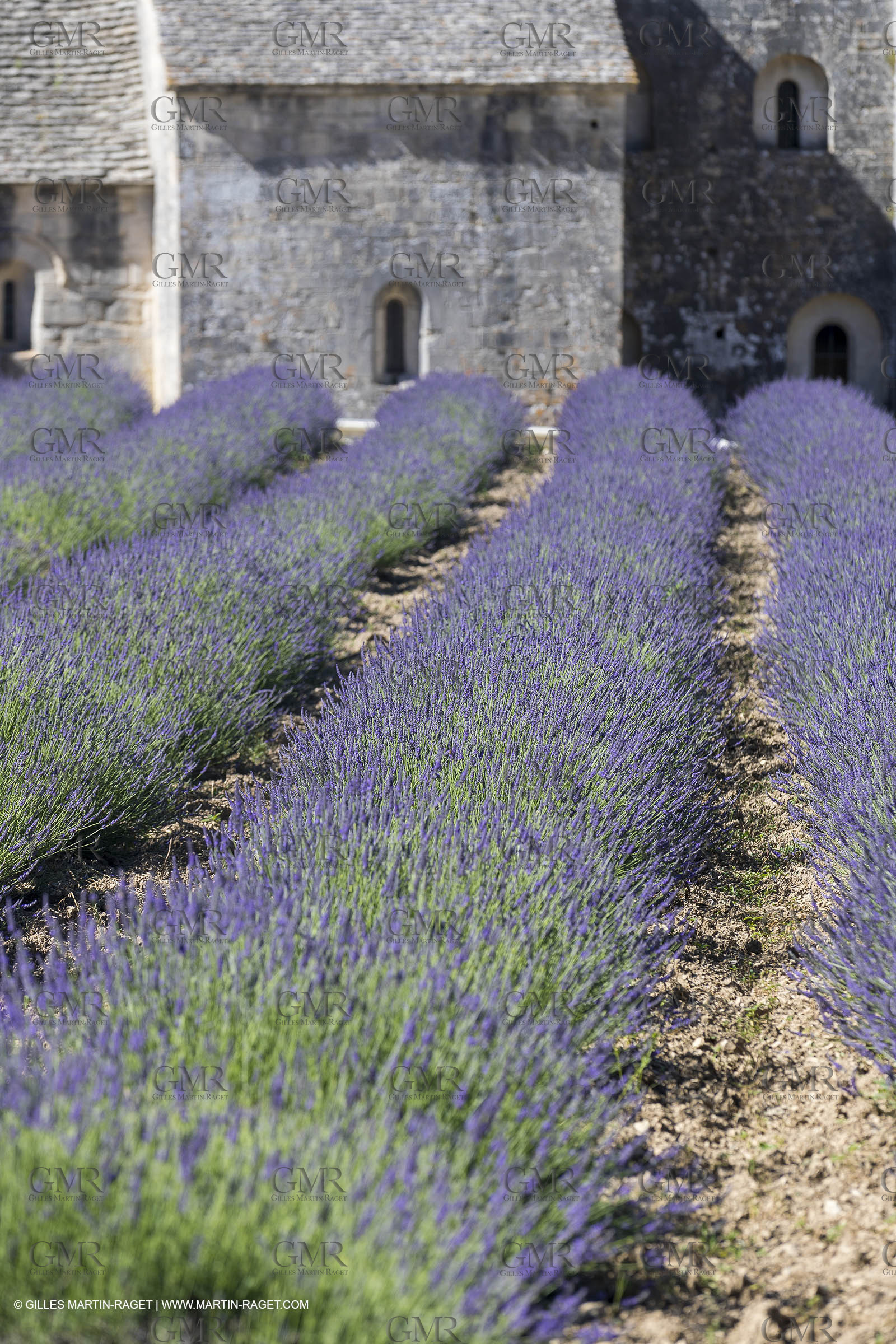 25 06 2018, Gordes (FRA,84), Abbaye de Sénanque