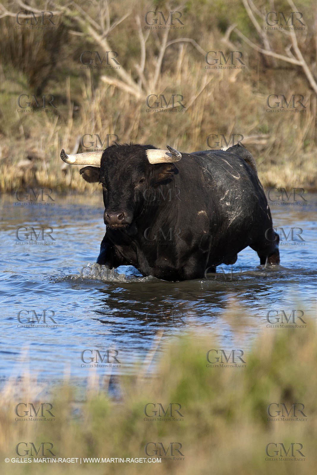 19 04 2011 - Arles (FRA,13) - Bullfight toros in Camargue