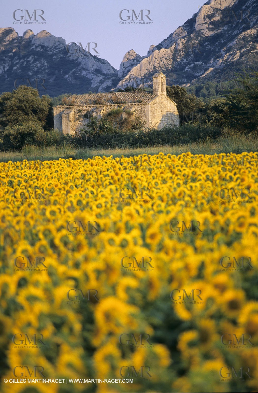 Alpilles (FRA,13) - Sunflower fields