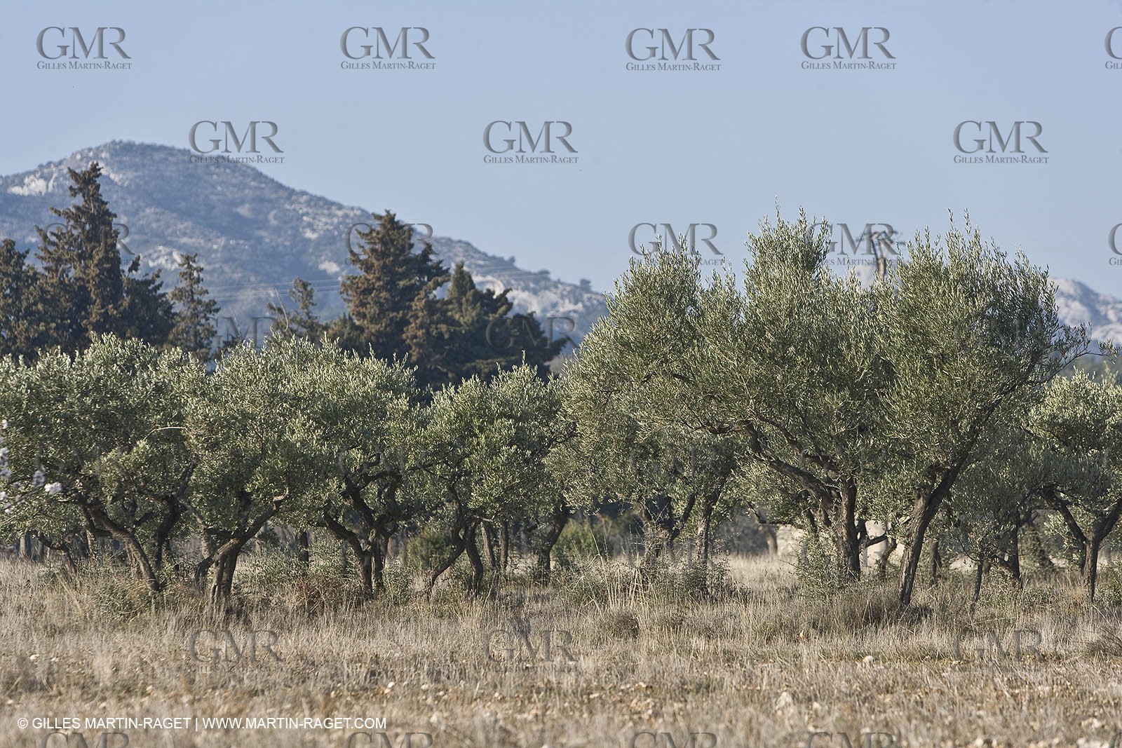 16 02 2008 - Saint Rémy de Provence (FRA, 13) - Alpilles hills landscapes
