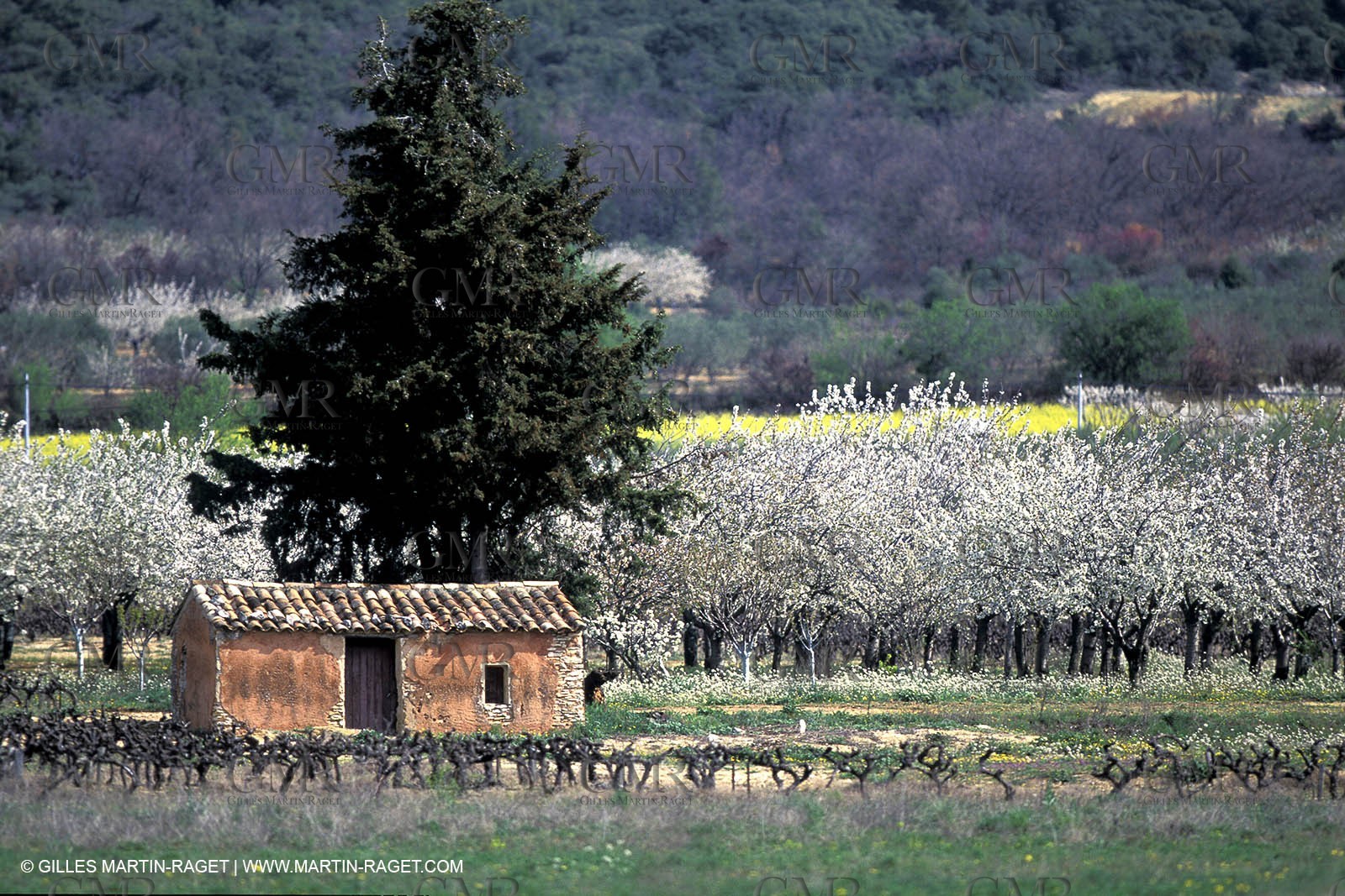 Cabanon de vigne