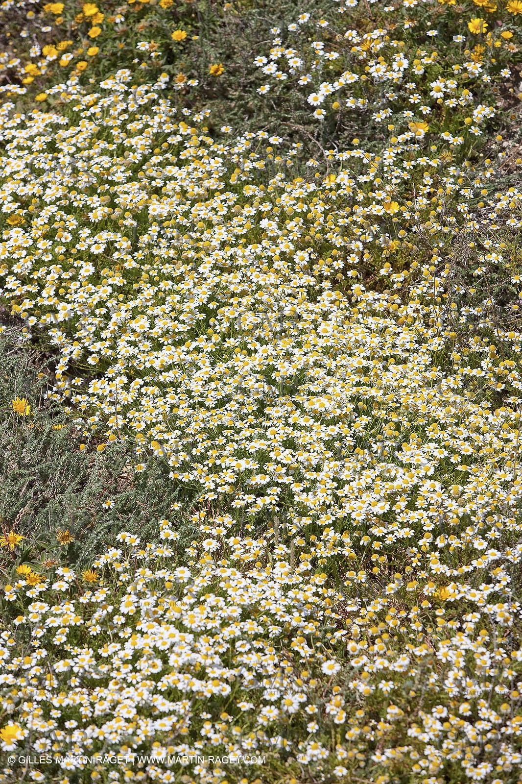 20 05 2009 - Marseille (FRA, 13) - Les Calanques - Calanque de Marseilleveyre