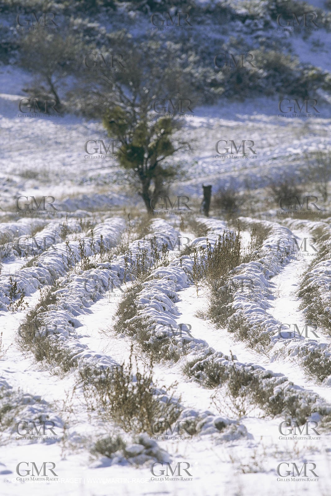France, Provence, Neige en hiver   Snow in Provence