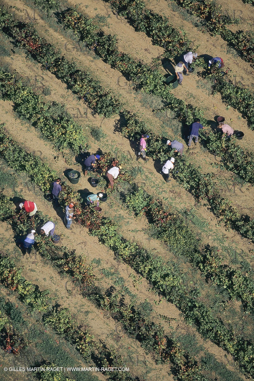 Vin, Vigne , Vendanges, vignification, vignobles, France, Provence, Côte du Rhône, Rosé