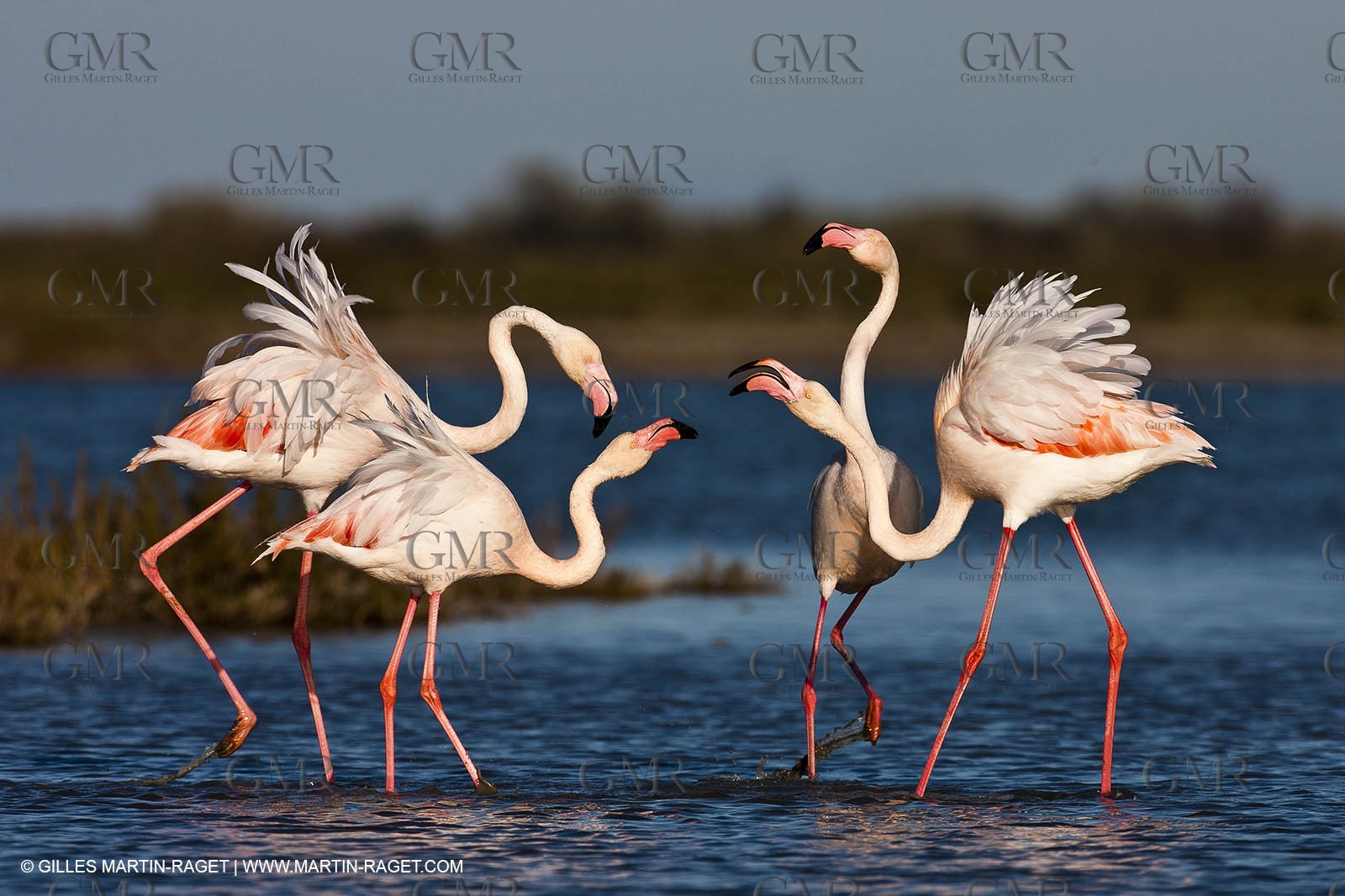 09 04 2011 - Les Saintes Maries de la Mer (FRA,13) - Pink Flamingos in Camargue