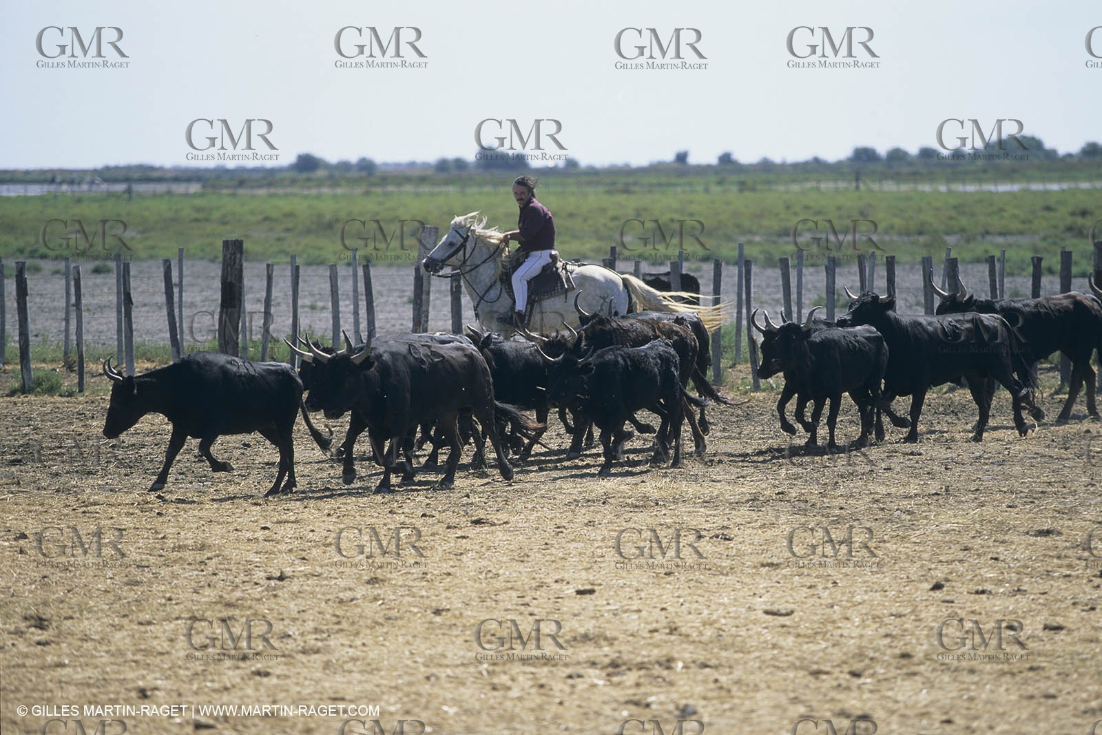 France, Provence, Camargue, Gardians de Camargue, métier, fêtes, élevage, tri