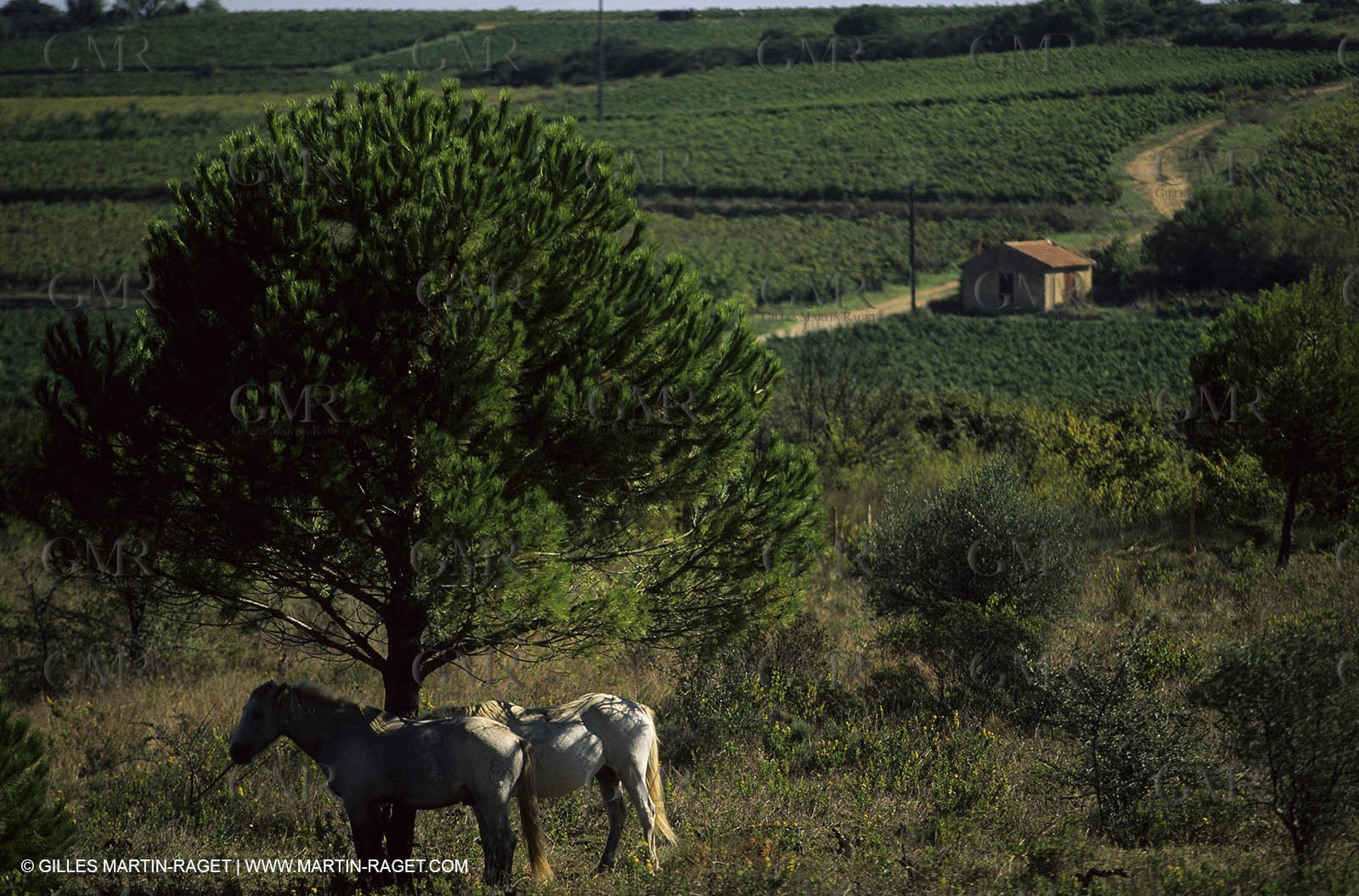 Paysages de Nîmes Métropole (FRA,30) -Costières