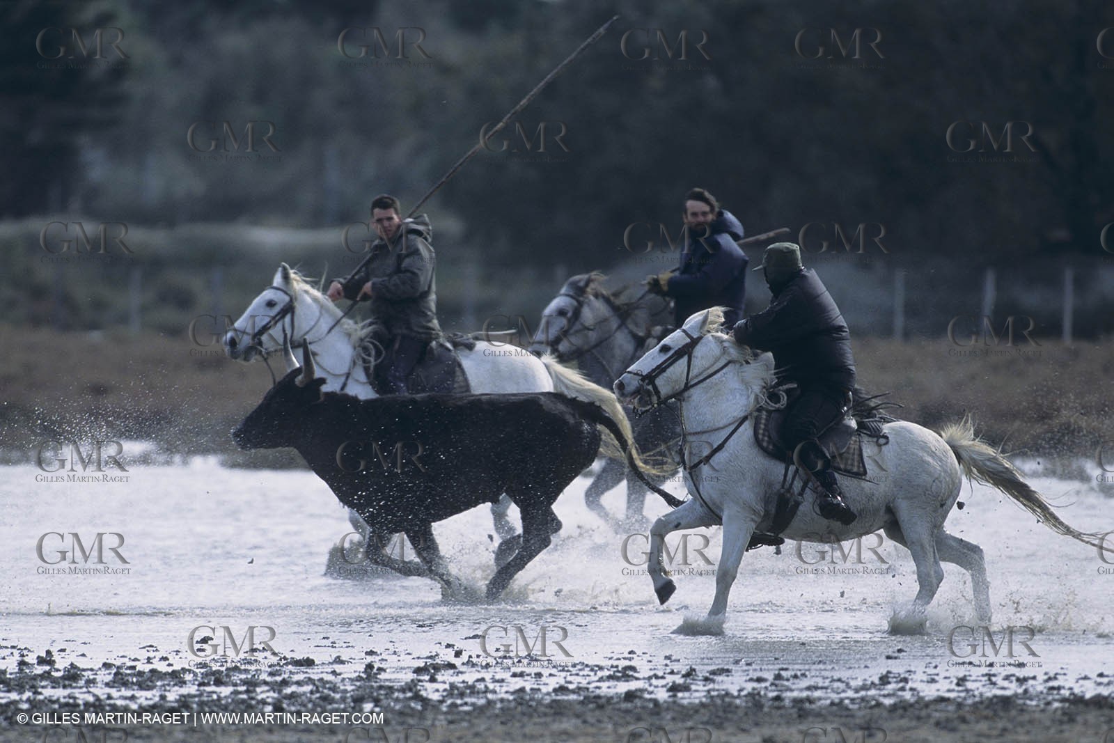 France, Provence, Camargue, Gardians de Camargue, métier, fêtes, élevage, tri