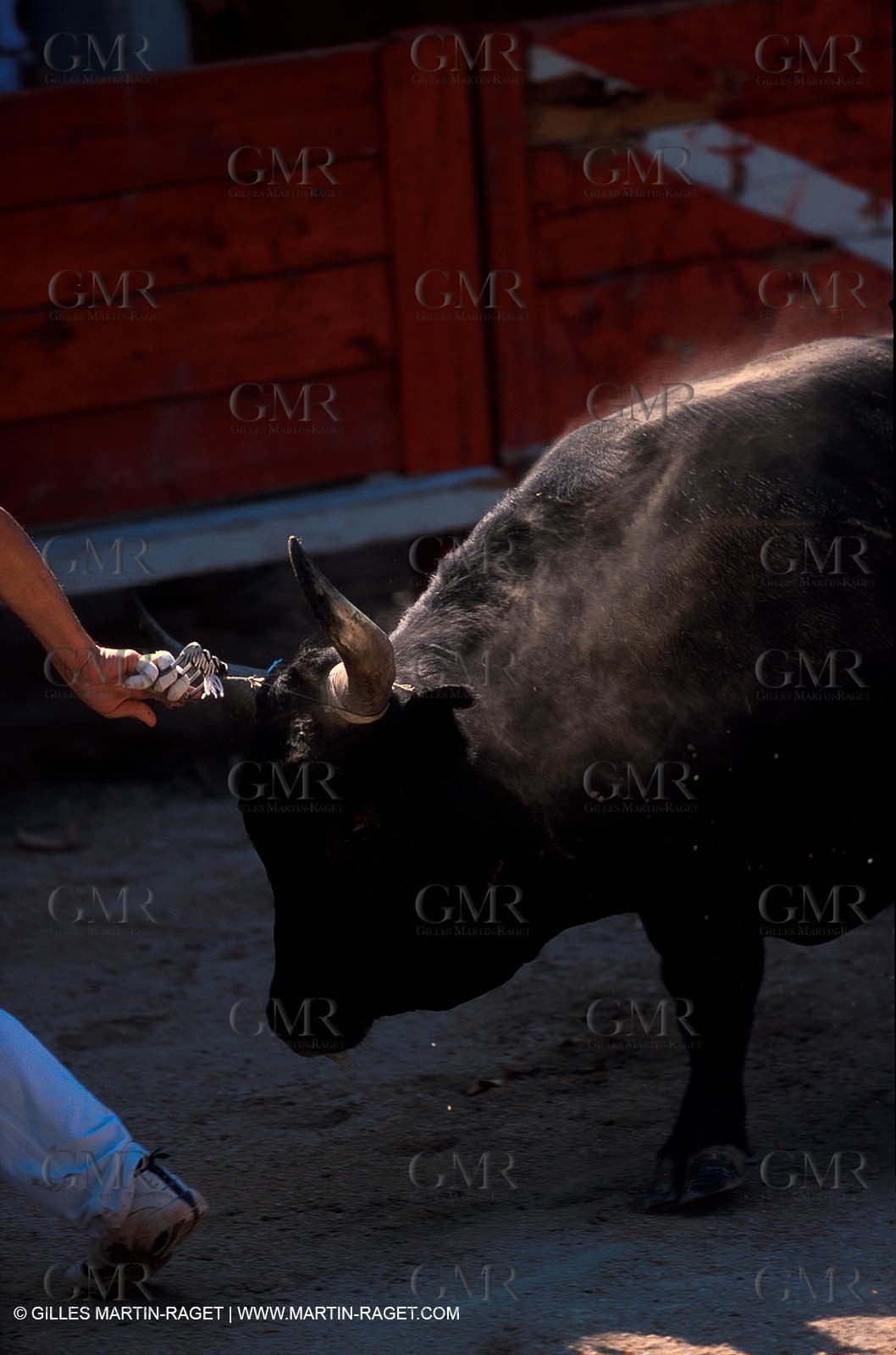 Camargue Bull game