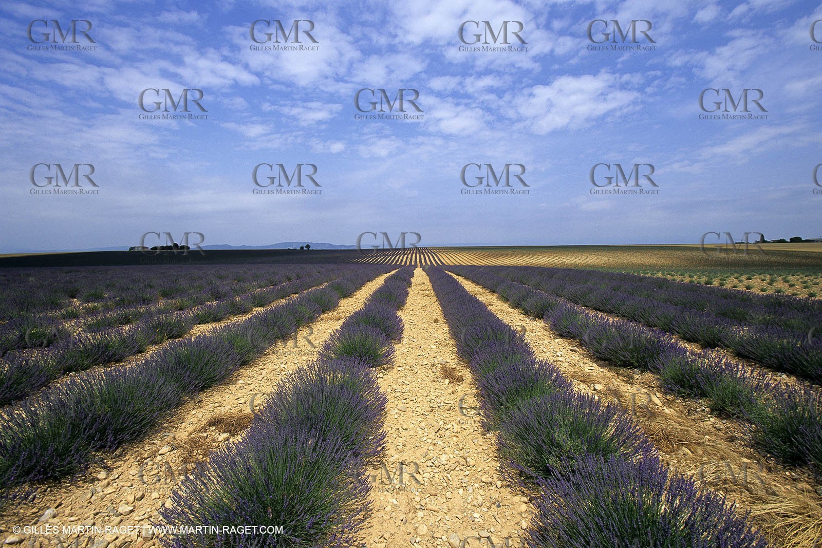 Lavander fields