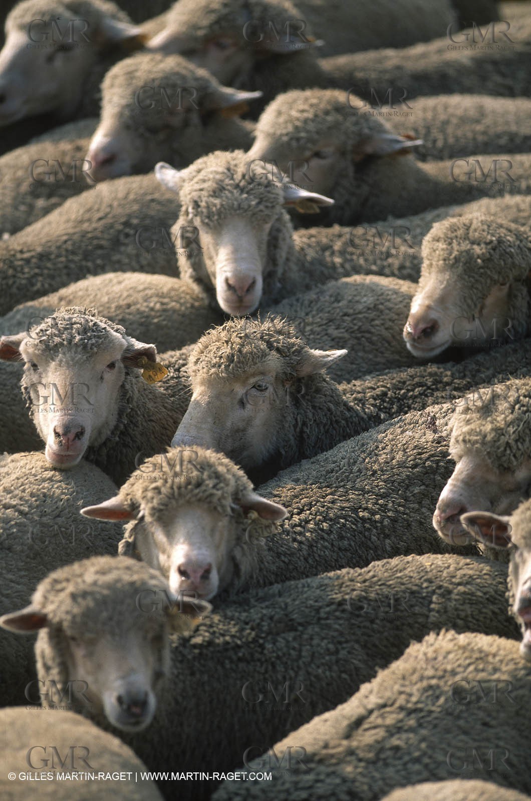 Saint Rémy de Provence (FRA,13) - Sheep stocks migration Fest