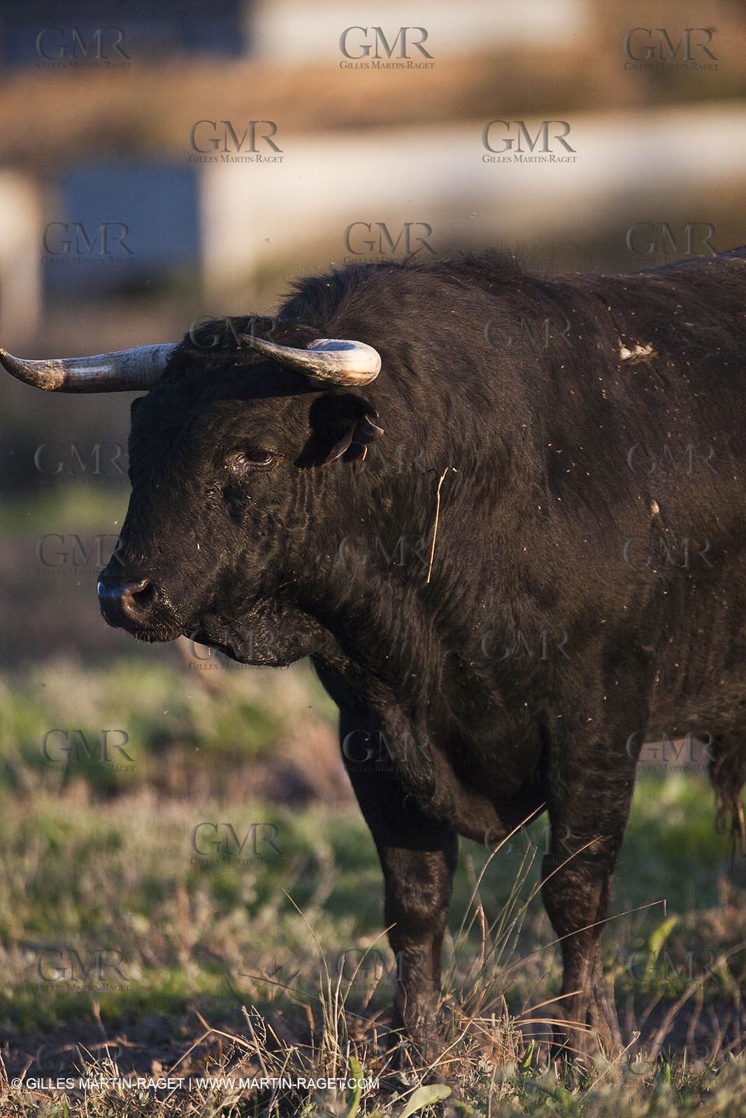 09 04 2011 - Arles (FRA,13) - Bulls fighting in Camargue