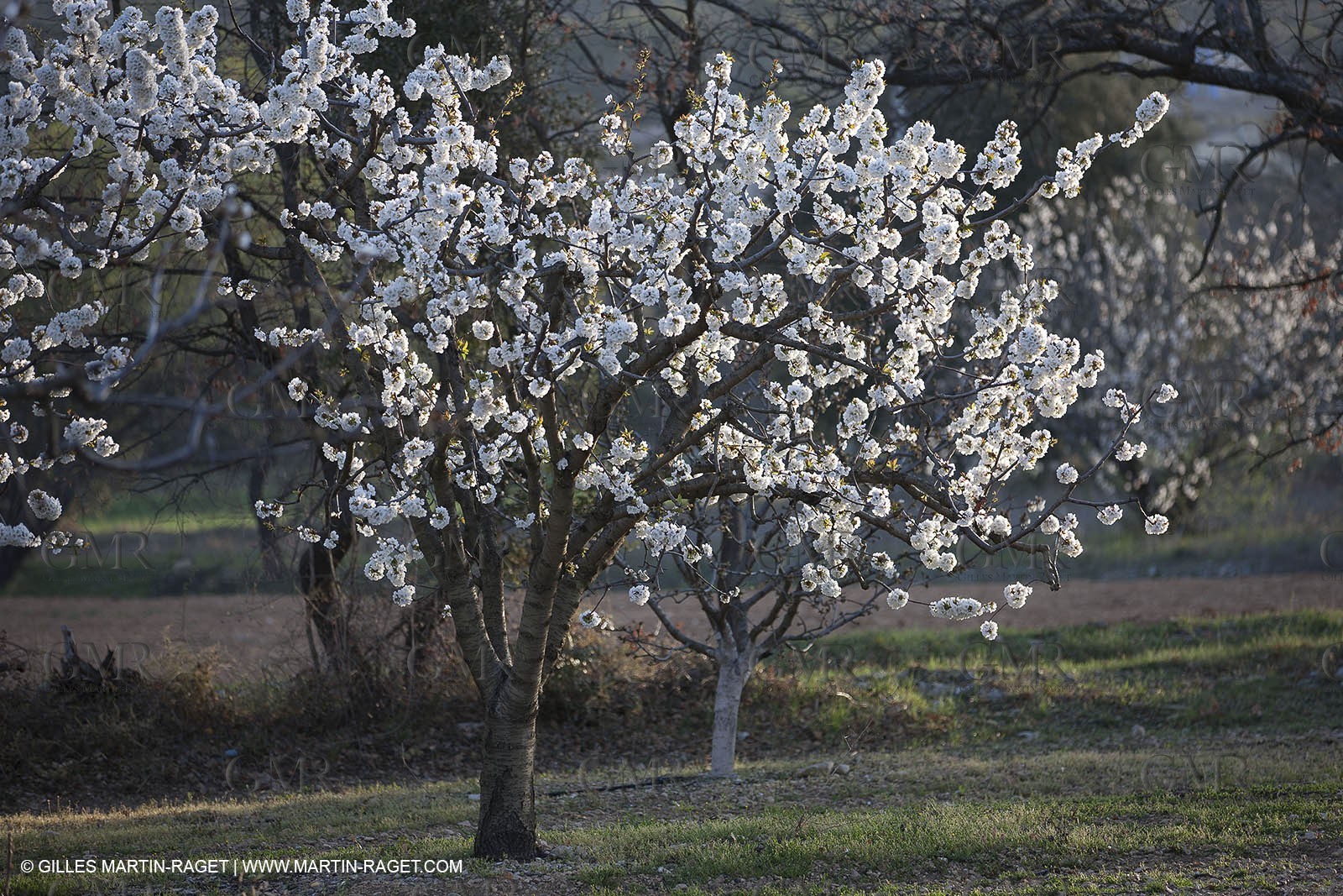 March 30th 2012 - Saint Saturnin les Apt (FRA, 84) - blooming cherry trees